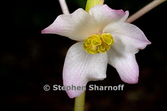 begonia pinnatifida graphic